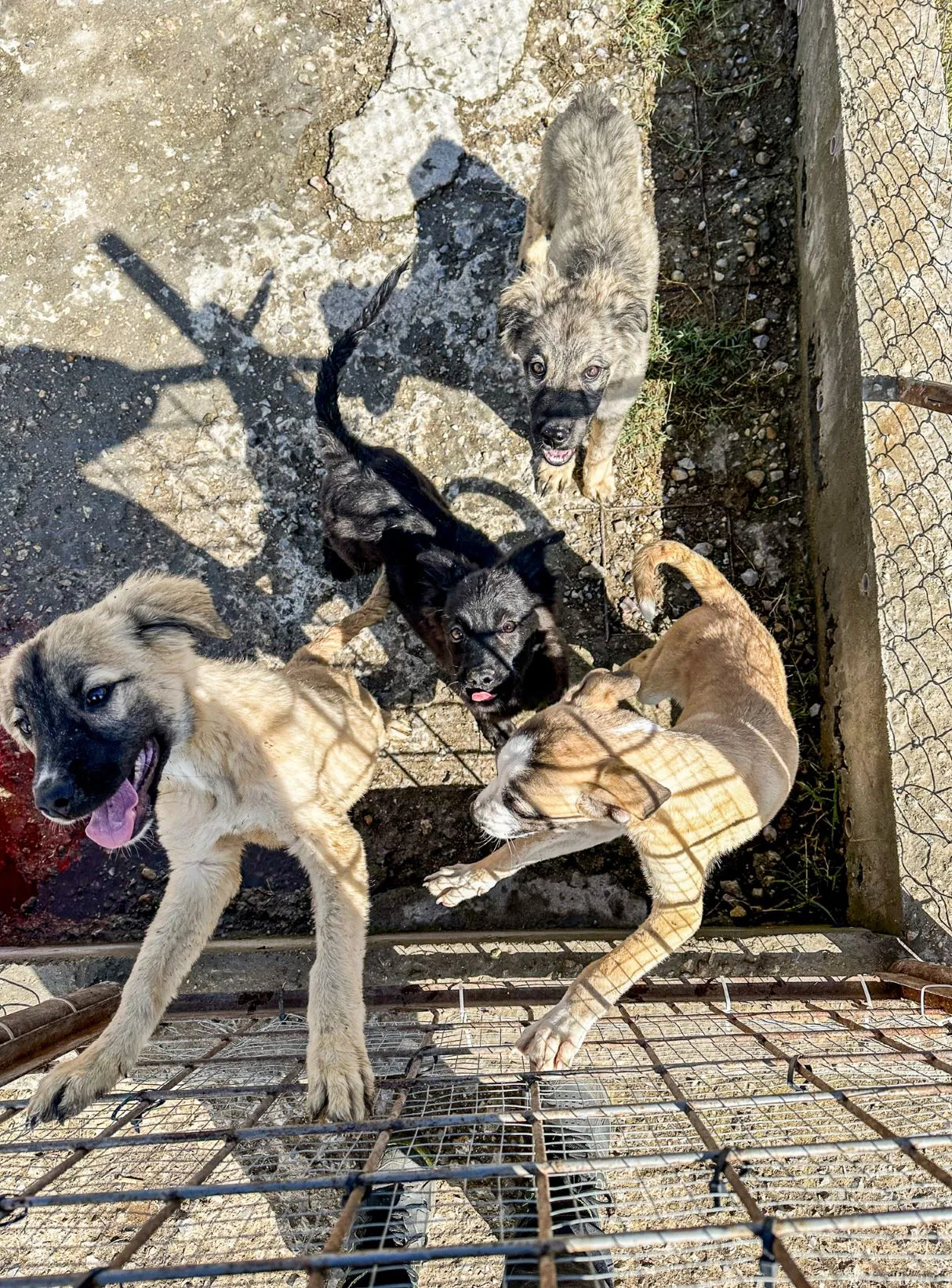 A Day of Support for Sofia’s Stray Dogs